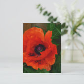 Red Oriental Poppy Postkarte (Stehend Vorderseite)