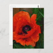 Red Oriental Poppy Postkarte (Vorne/Hinten)