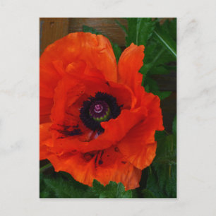 Red Oriental Poppy Postkarte