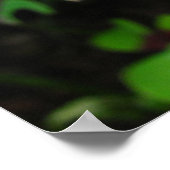 Red Oxalis ~ Print Poster (Ecke)