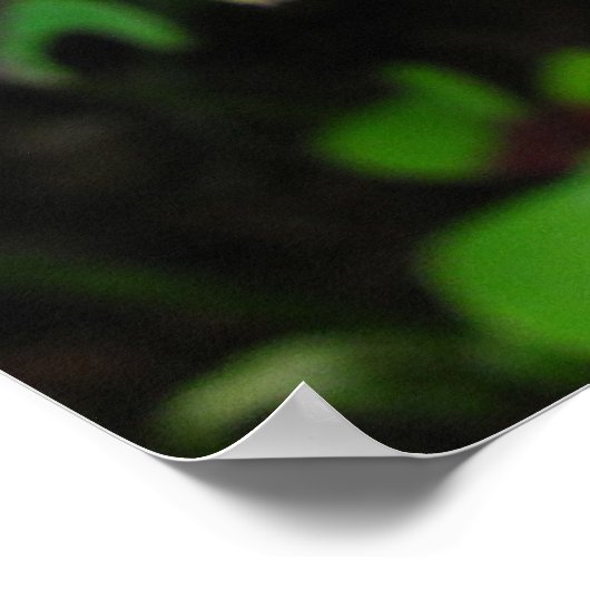 Red Oxalis ~ Print Poster (Ecke)