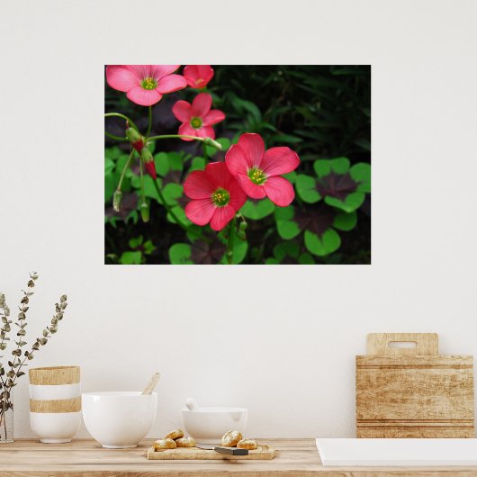 Red Oxalis ~ Print Poster (Küche)