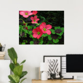 Red Oxalis ~ Print Poster (Heimbüro)