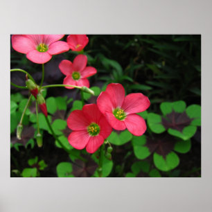 Red Oxalis ~ Print Poster
