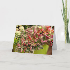 Red Pagoda Succulous card by Debra Lee Baldwin Karte