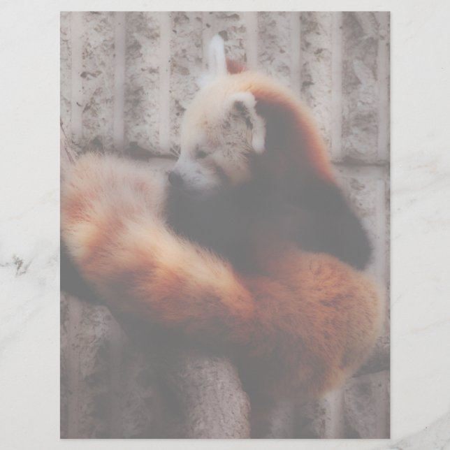 Red Panda (Vorderseite)