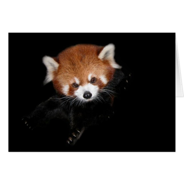 Red Panda (Vorderseite (Horizontal))