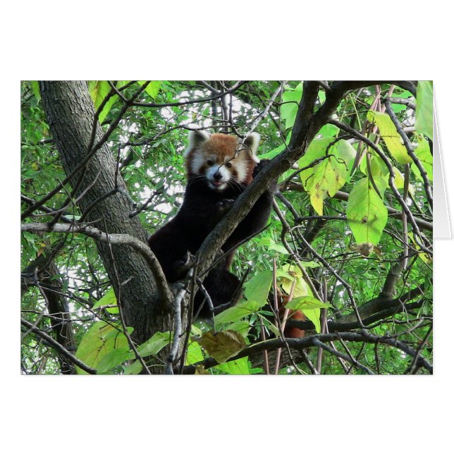 Red Panda (Vorderseite (Horizontal))