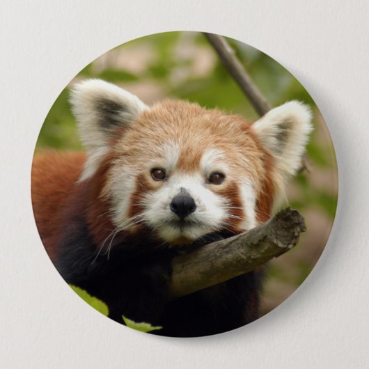 red-panda-004 button (Vorderseite)