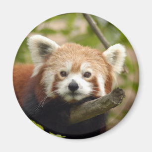 red-panda-005 magnet