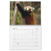 red-panda-005, roter Panda Kalender (Jan 2027)