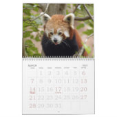 red-panda-005, roter Panda Kalender (Mär 2027)
