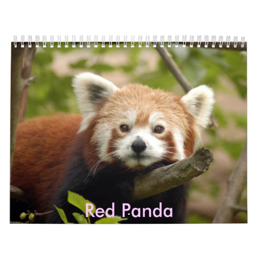 red-panda-005, roter Panda Kalender (Titelbild)