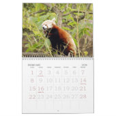 red-panda-005, roter Panda Kalender (Feb 2026)