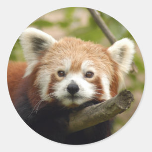 red-panda-005 runder aufkleber