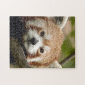 red-panda-010 puzzle (Horizontal)