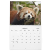 red-panda-010, roter Panda Kalender (Feb 2027)