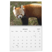 red-panda-010, roter Panda Kalender (Jan 2027)