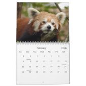 red-panda-010, roter Panda Kalender (Feb 2026)
