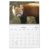 red-panda-010, roter Panda Kalender (Jan 2026)
