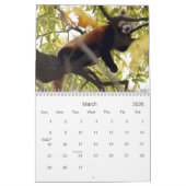 red-panda-010, roter Panda Kalender (Mär 2026)