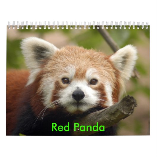 red-panda-010, roter Panda Kalender (Titelbild)