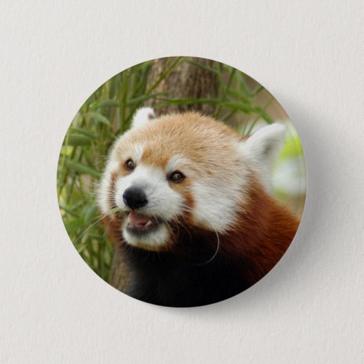 red-panda-033 button (Vorderseite)