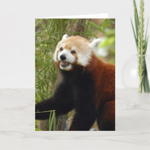 red-panda-033 feiertagskarte