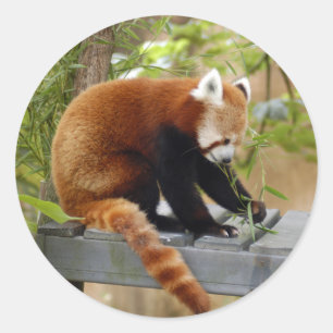 red-panda-039 runder aufkleber