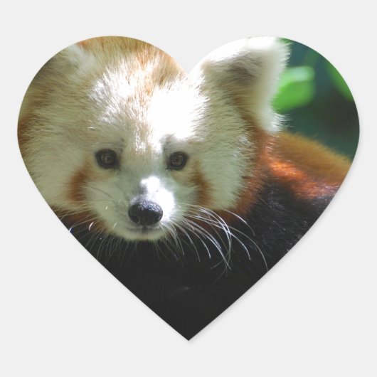 red-panda-11.jpg Herz-Aufkleber (Vorderseite)