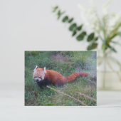 Red Panda #1 Postcard Postkarte (Stehend Vorderseite)
