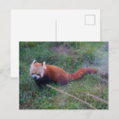 Red Panda #1 Postcard Postkarte (Vorne/Hinten)