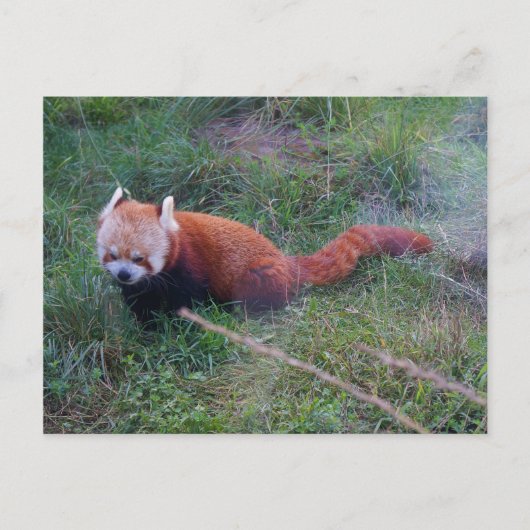 Red Panda #1 Postcard Postkarte (Vorderseite)