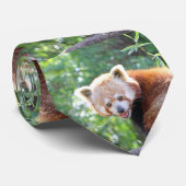 Red_Panda_2015_0306 Krawatte (Gerollt)