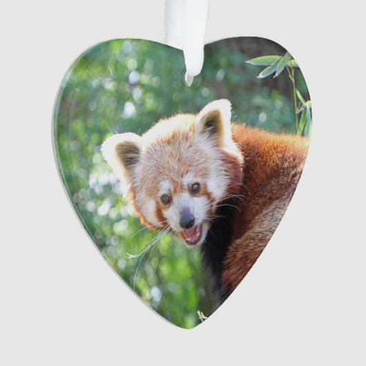 Red_Panda_2015_0306 Ornament (Vorderseite)