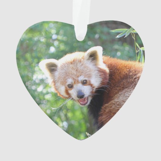 Red_Panda_2015_0306 Ornament (Rückseite)