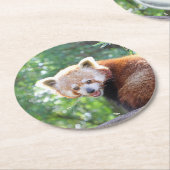 Red_Panda_2015_0306 Runder Pappuntersetzer (Angewinkelt)