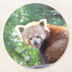 Red_Panda_2015_0306 Runder Pappuntersetzer