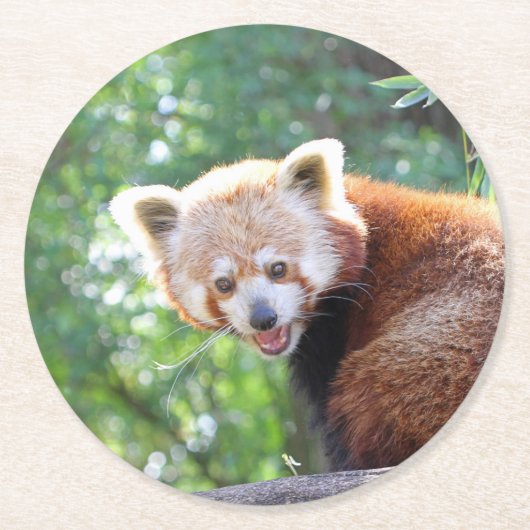 Red_Panda_2015_0306 Runder Pappuntersetzer (Vorderseite)