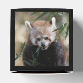 Red_Panda_2015_0311 Geschenkschachtel (Oben)