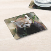 Red_Panda_2015_0311 Rechteckiger Pappuntersetzer (angewinkelt)