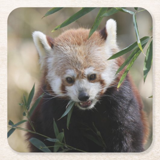 Red_Panda_2015_0311 Rechteckiger Pappuntersetzer (Vorderseite)