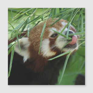 Red_Panda_2015_0707 Magnetkarte