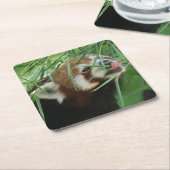 Red_Panda_2015_0707 Rechteckiger Pappuntersetzer (angewinkelt)