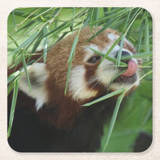Red_Panda_2015_0707 Rechteckiger Pappuntersetzer (Vorderseite)