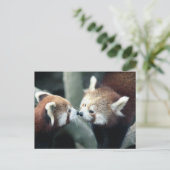 Red Panda #2 Postkarte (Stehend Vorderseite)