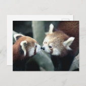 Red Panda #2 Postkarte (Vorne/Hinten)