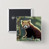 Red Panda Ailurus fulgens) Button (Vorne & Hinten)