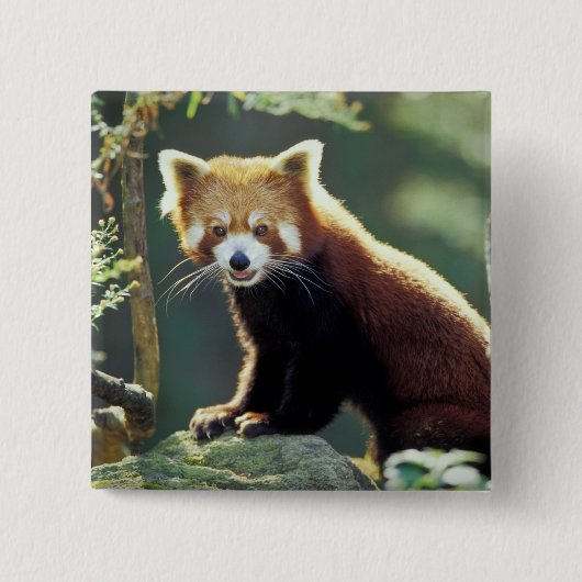 Red Panda Ailurus fulgens) Button (Vorderseite)