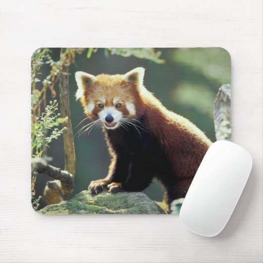 Red Panda Ailurus fulgens) Mousepad (Mit Mouse)